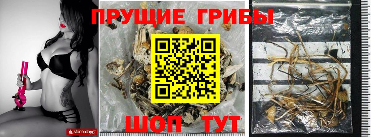 Псилоцибиновые грибы Cubensis Менделеевск